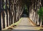 Brijuni Treel lined path-1